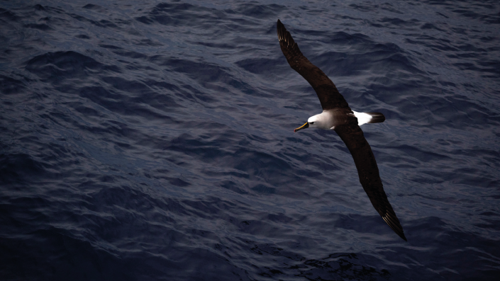 Ballena franca austral (Eubalaena australis) y dinoflagelados - Fotógrafo: Iván Ibarra