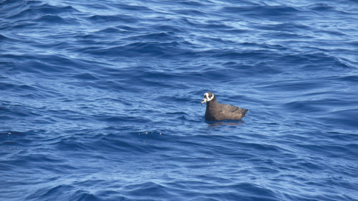 Petrel de anteojos