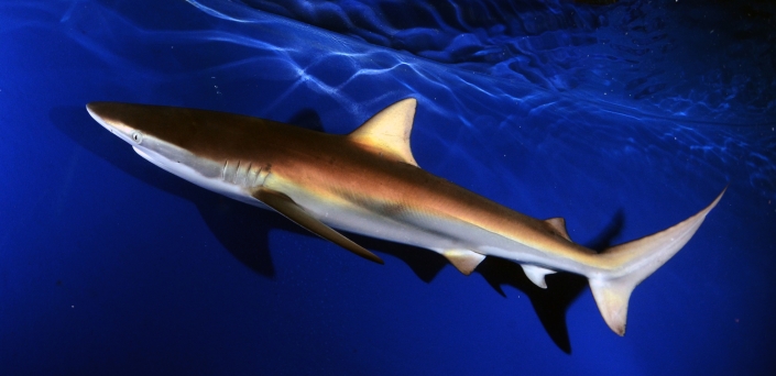 carcharhinus brachiurus_proyectoarrecife
