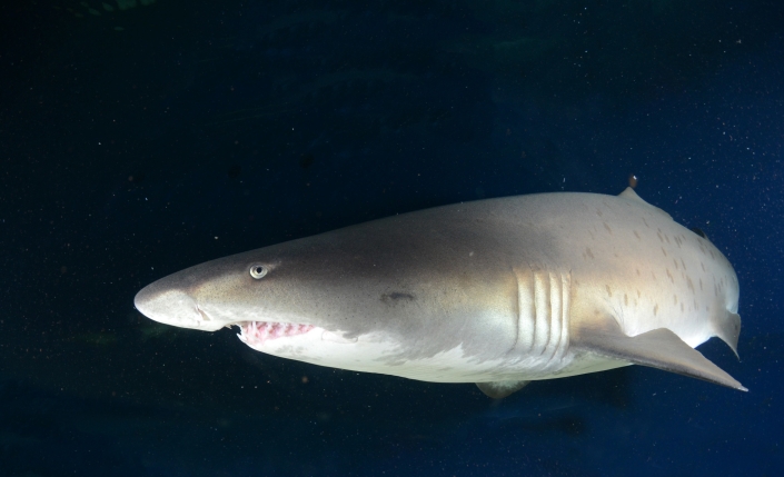 carchariastaurus_proyectoarrecife