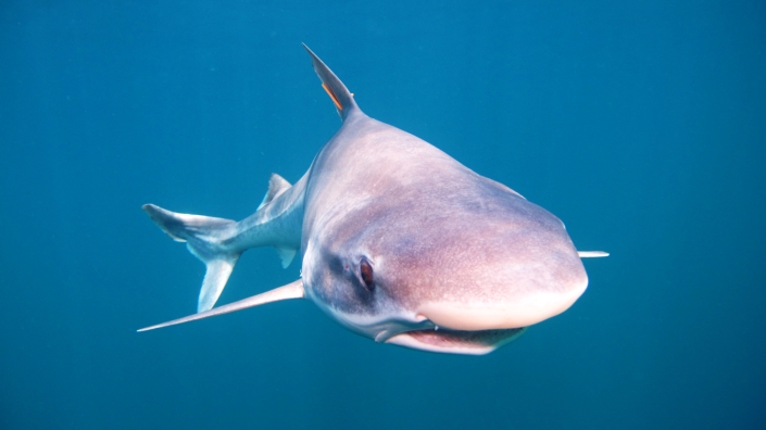 galeorhinugaleu_proyectoarrecife